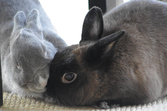 Prestations à domicile pour lapins SUR DEVIS UNIQUEMENT